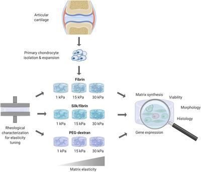 Stiffness Matters: Fine-Tuned Hydrogel Elasticity Alters Chondrogenic Redifferentiation